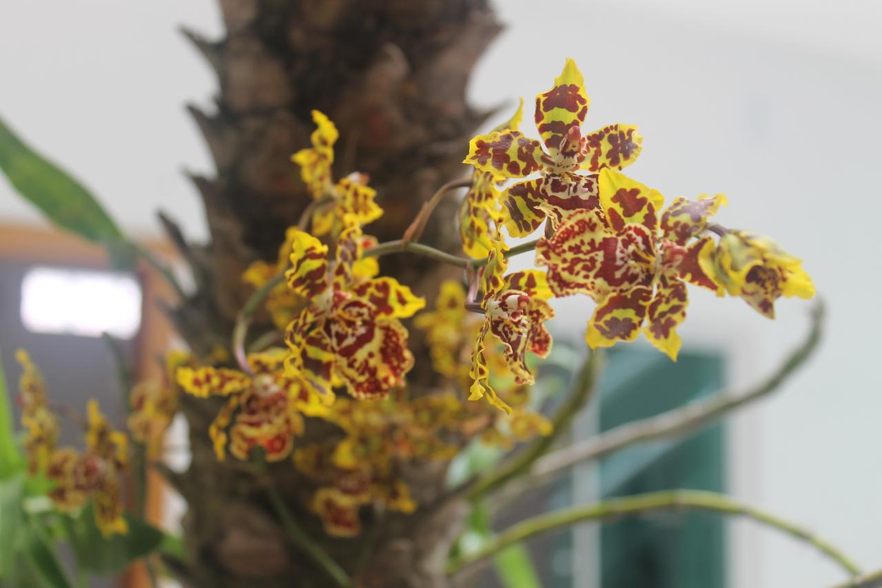 Pousada Orquideas De Maria Aparecida  Dış mekan fotoğraf